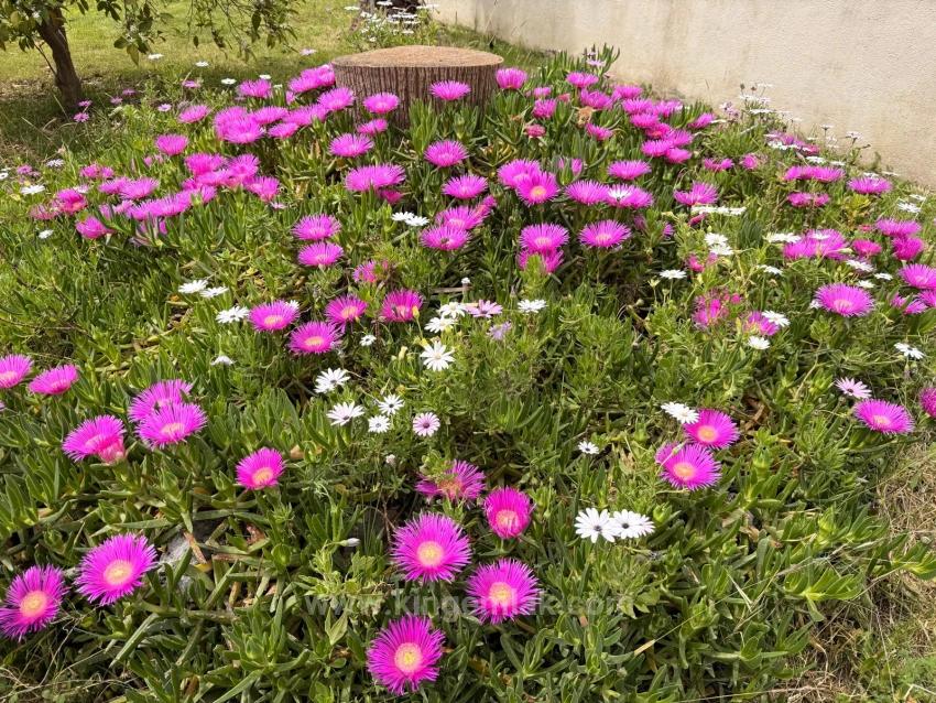 Eine Komfortable Und Ruhige Erdgeschosswohnung