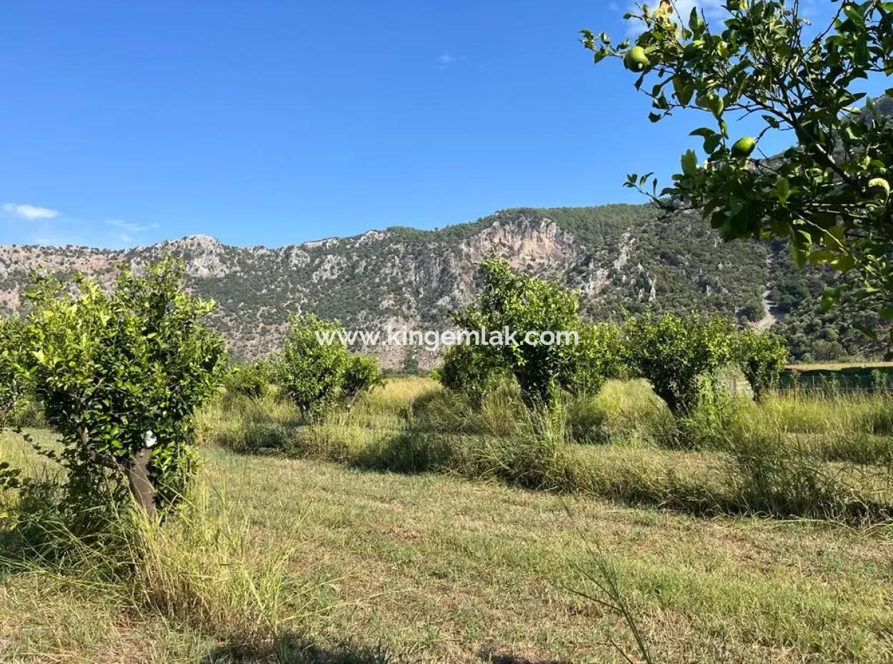Feld Zum Verkauf In Dalyan
