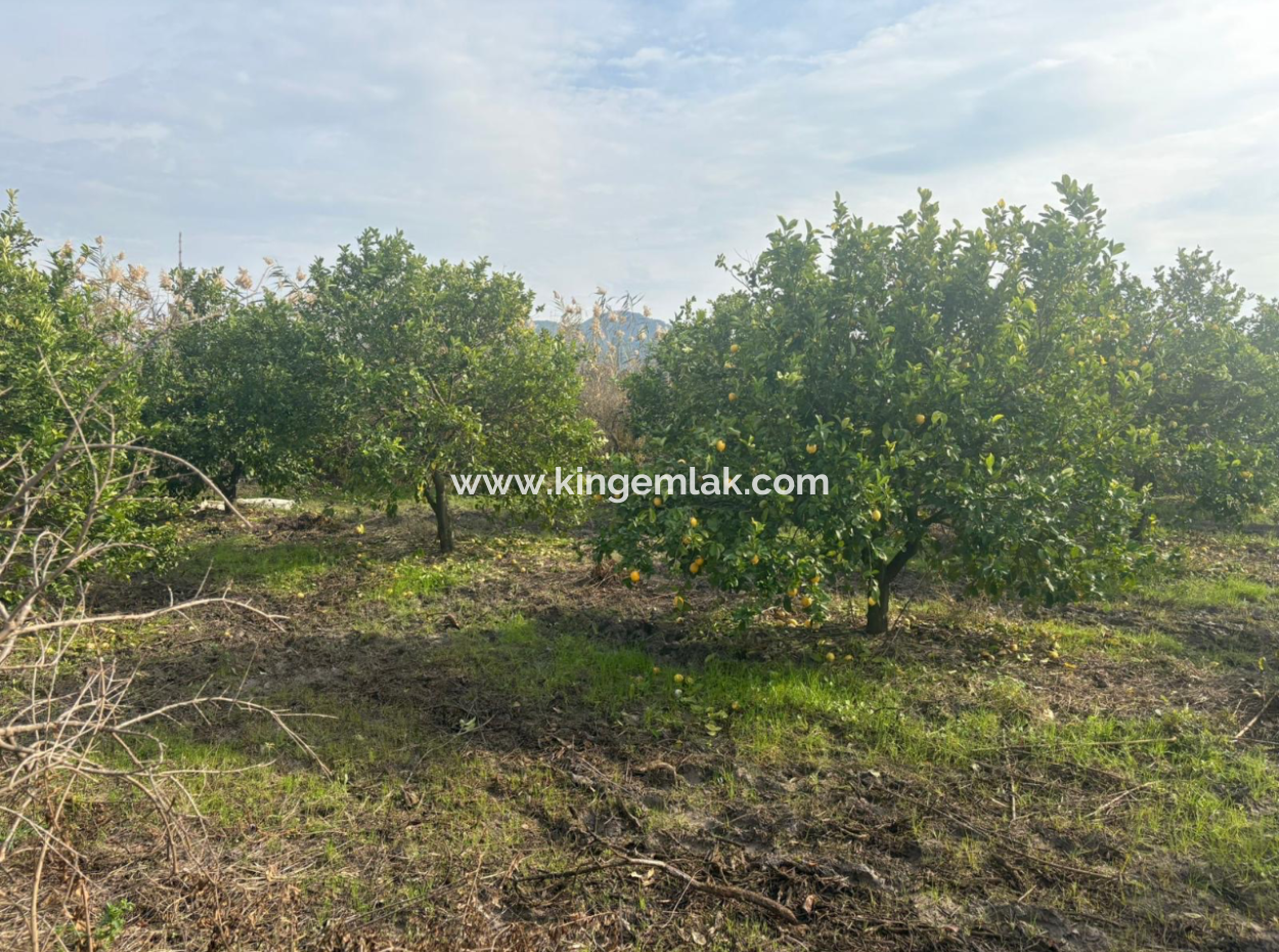 Field Land For Sale In Tepearası