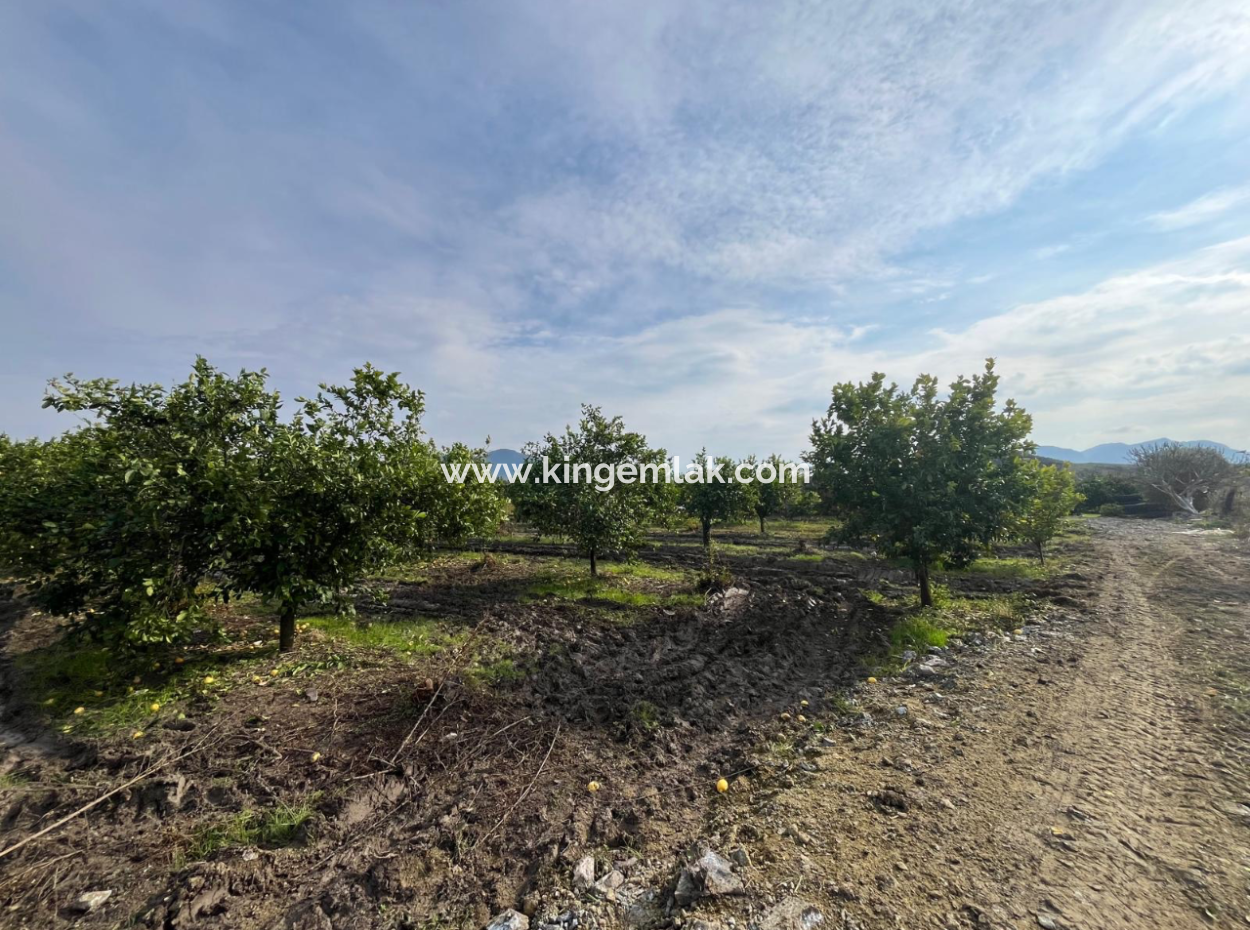Field Land For Sale In Tepearası
