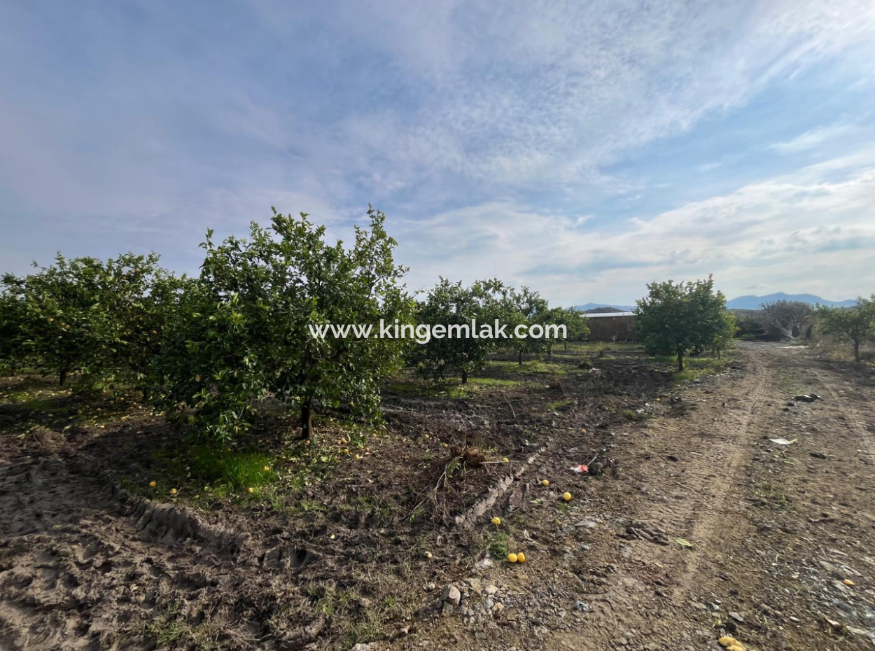 Field Land For Sale In Tepearası