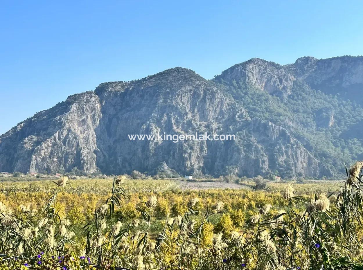 Granatapfelgarten Zu Verkaufen In Dalyan