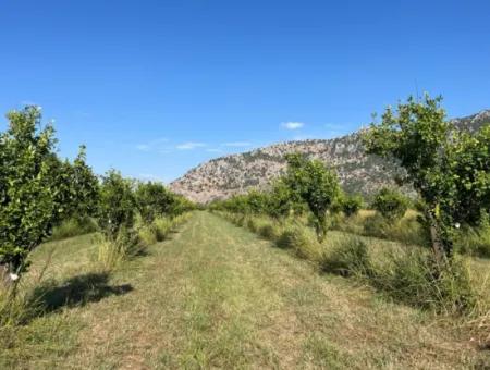 Feld Zum Verkauf In Dalyan