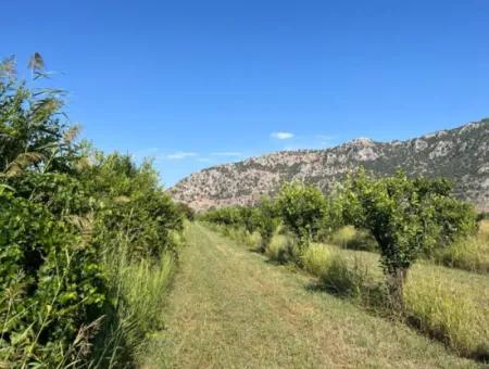 Feld Zum Verkauf In Dalyan