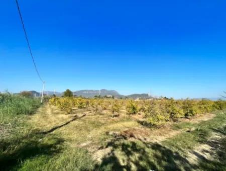 Granatapfelgarten Zu Verkaufen In Dalyan