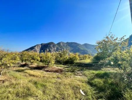 Granatapfelgarten Zu Verkaufen In Dalyan