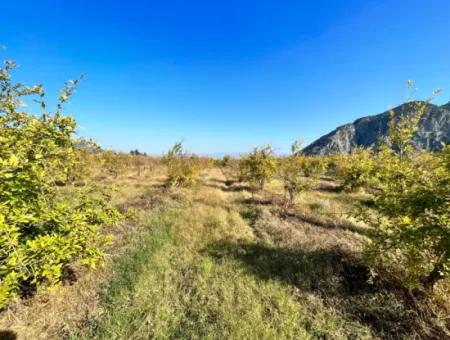 Granatapfelgarten Zu Verkaufen In Dalyan