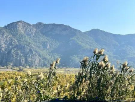 Granatapfelgarten Zu Verkaufen In Dalyan