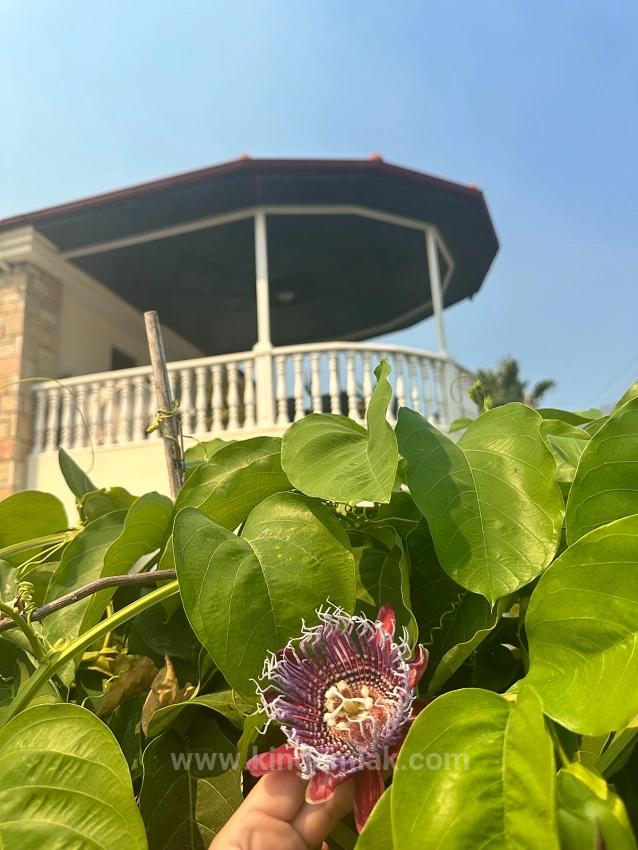 A Hidden Gem In Dalyan's Maraş Neighborhood