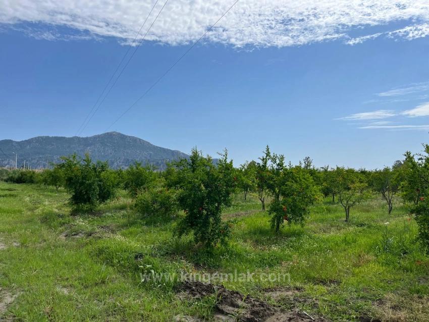 Pomegranate Garden For Sale On The Dalyan – İztuzu Road