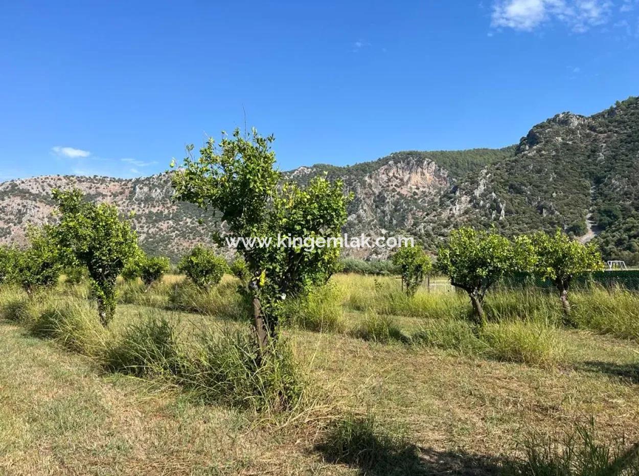 Field For Sale In Dalyan