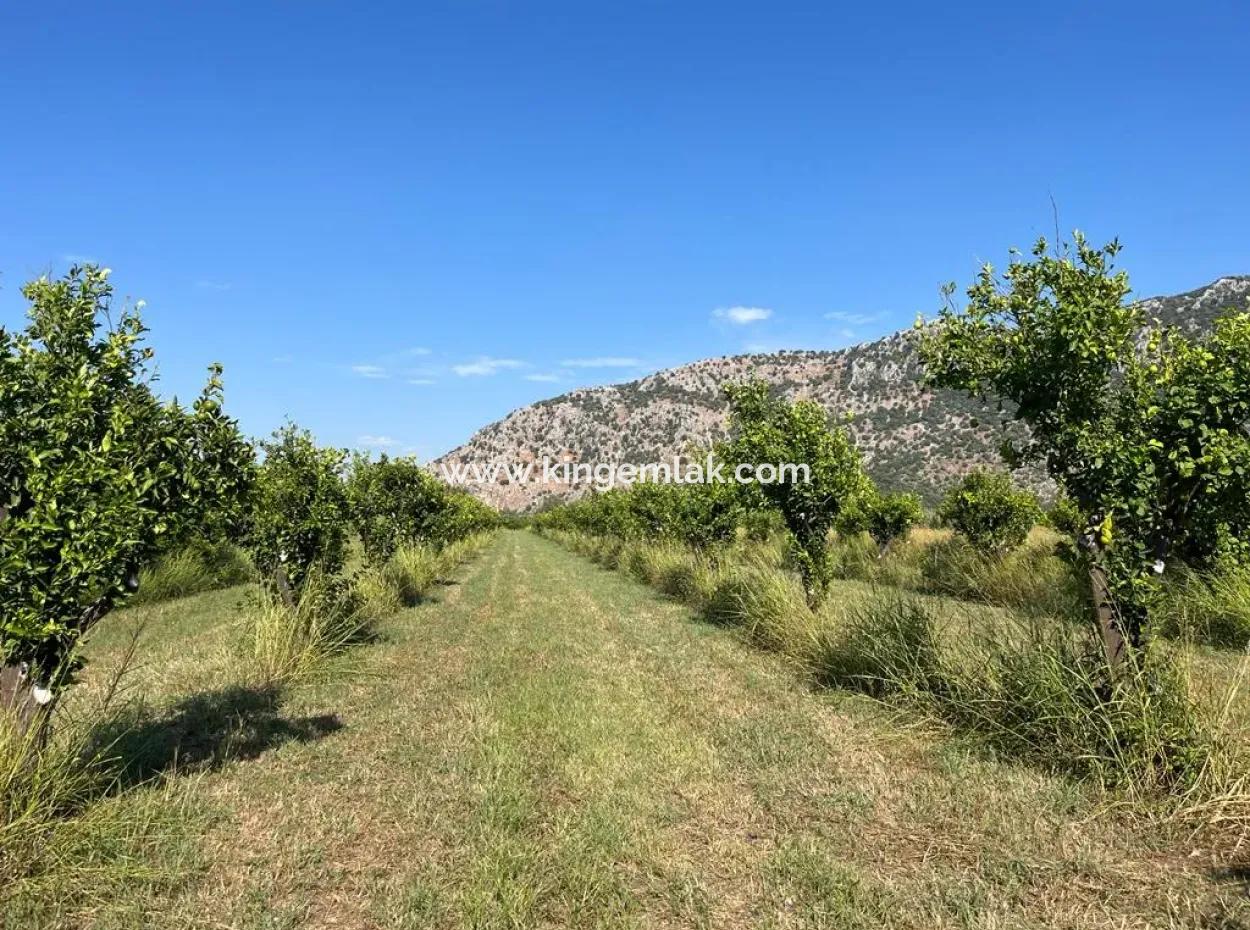 Field For Sale In Dalyan