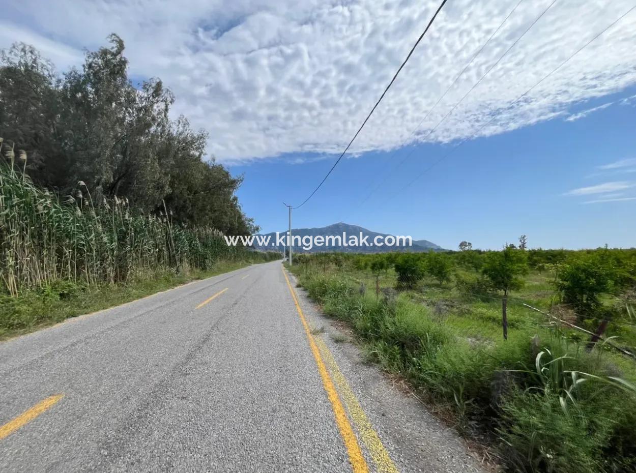 Farmland On İztuzu Road