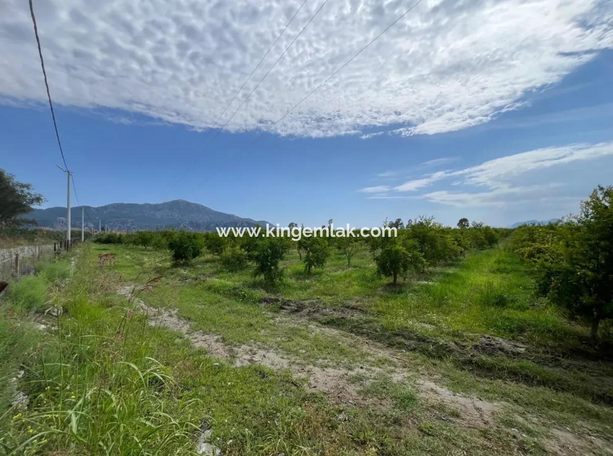 Farmland On İztuzu Road