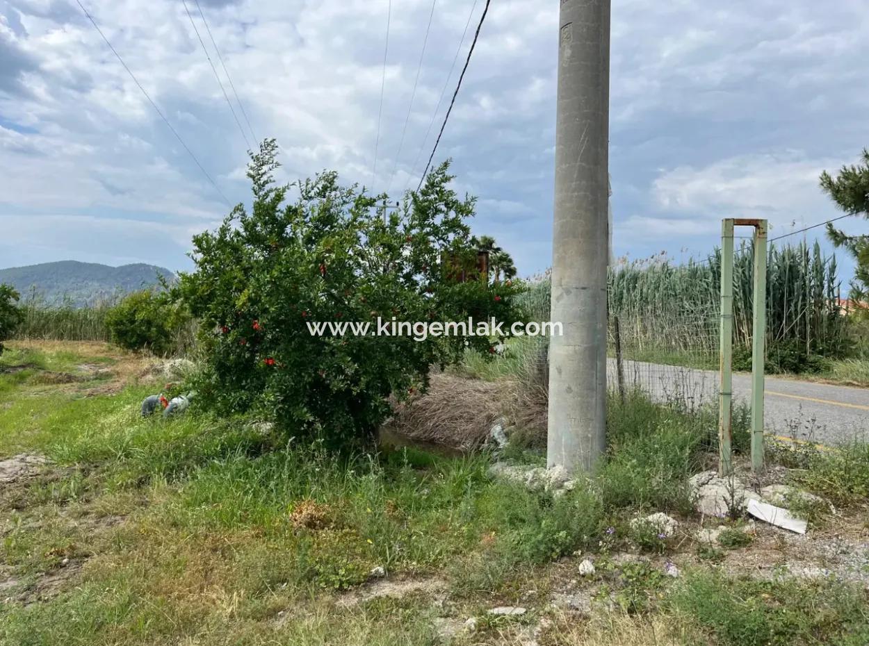 Farmland On İztuzu Road