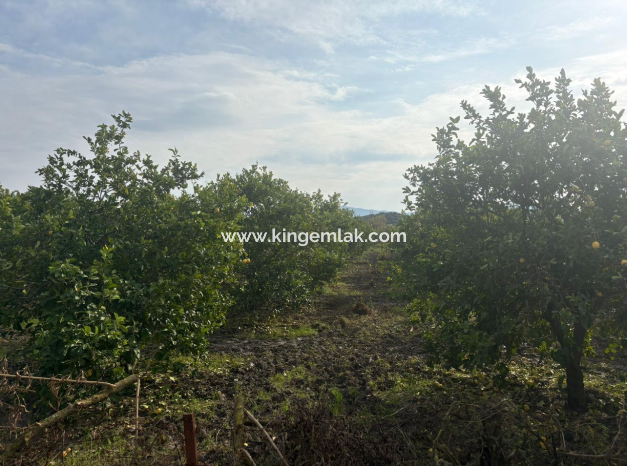 Field Land For Sale In Tepearası