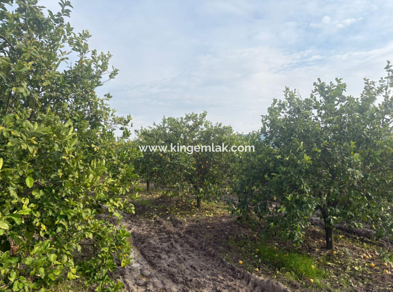 Field Land For Sale In Tepearası