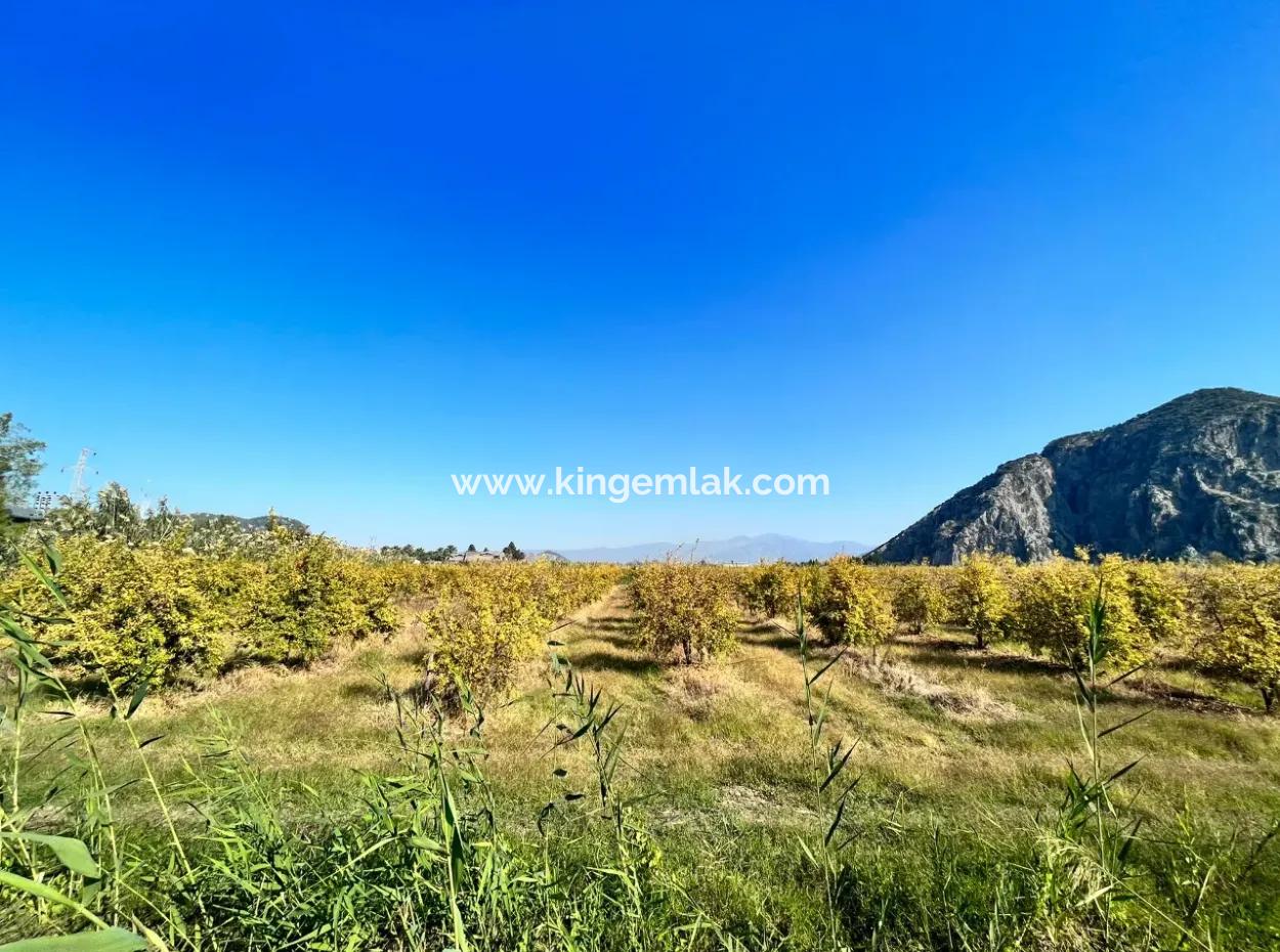 Pomegranate Garden For Sale In Dalyan