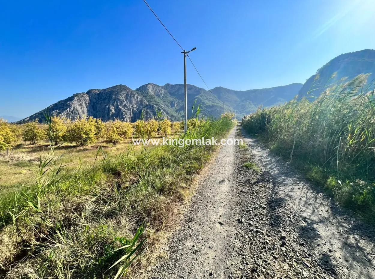 Pomegranate Garden For Sale In Dalyan