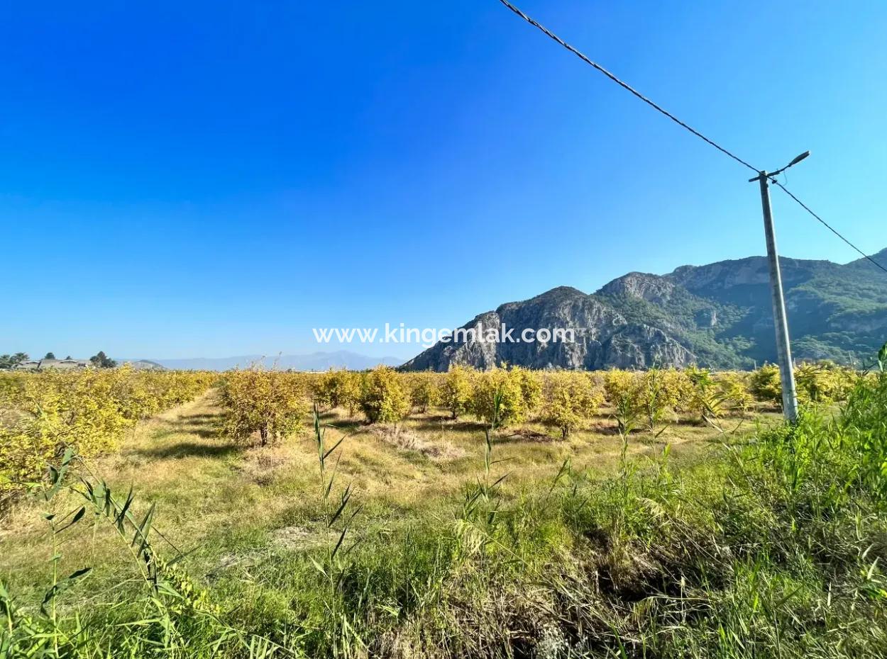 Pomegranate Garden For Sale In Dalyan