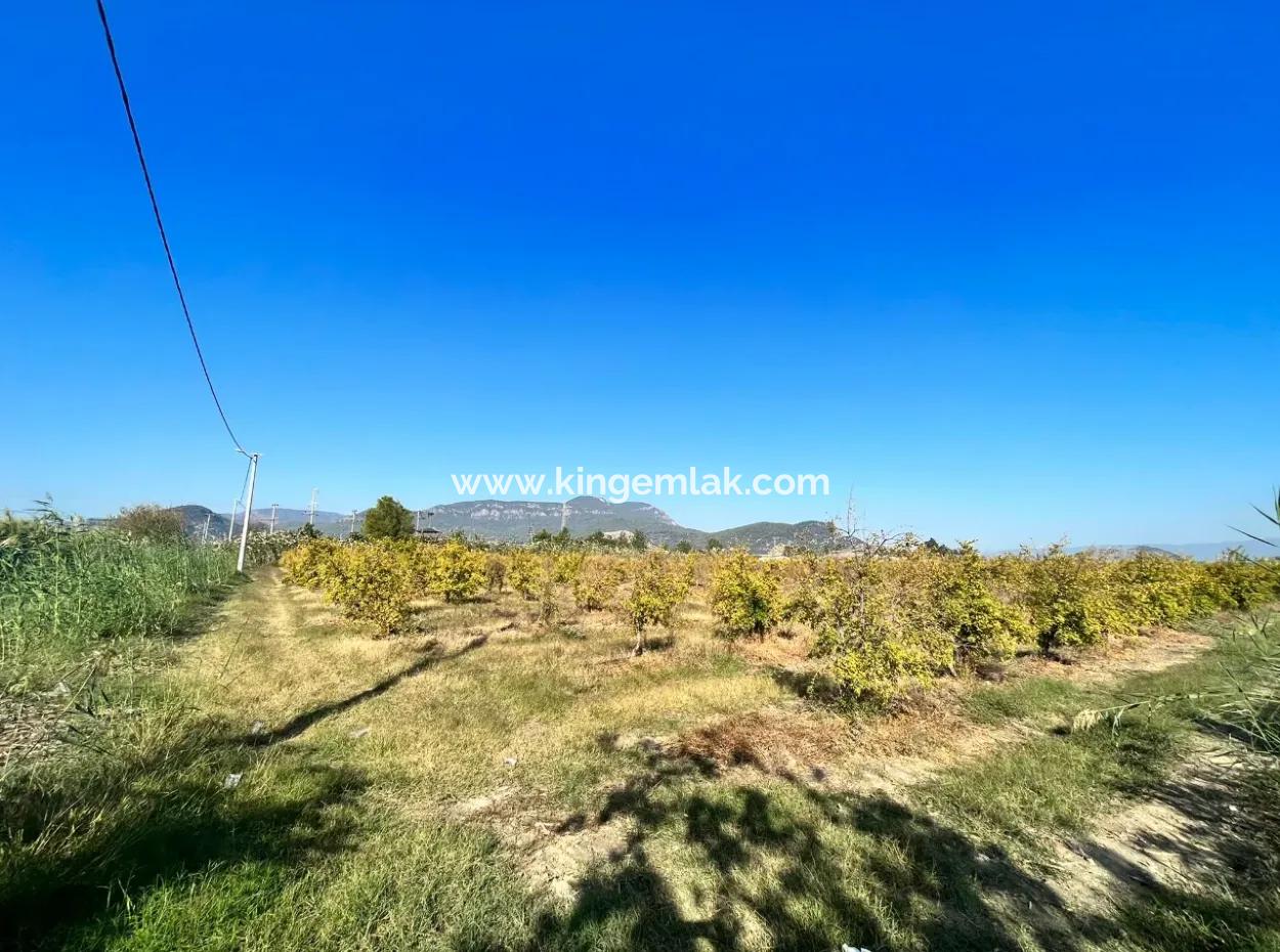 Pomegranate Garden For Sale In Dalyan