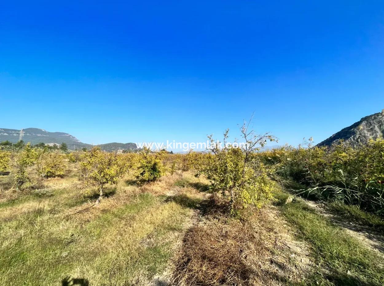 Pomegranate Garden For Sale In Dalyan
