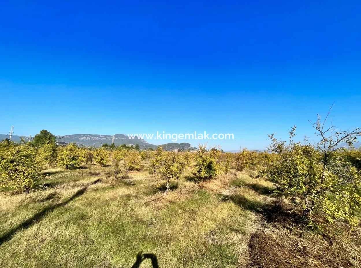 Pomegranate Garden For Sale In Dalyan