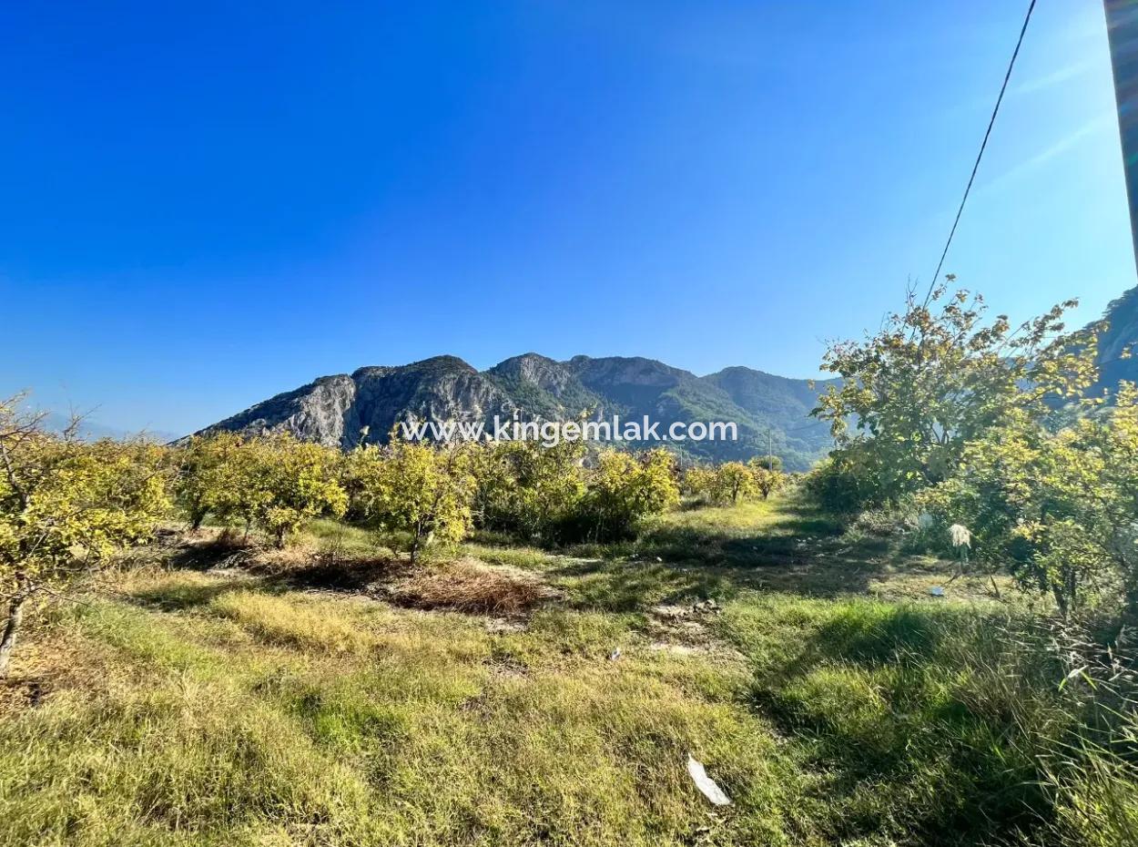 Pomegranate Garden For Sale In Dalyan