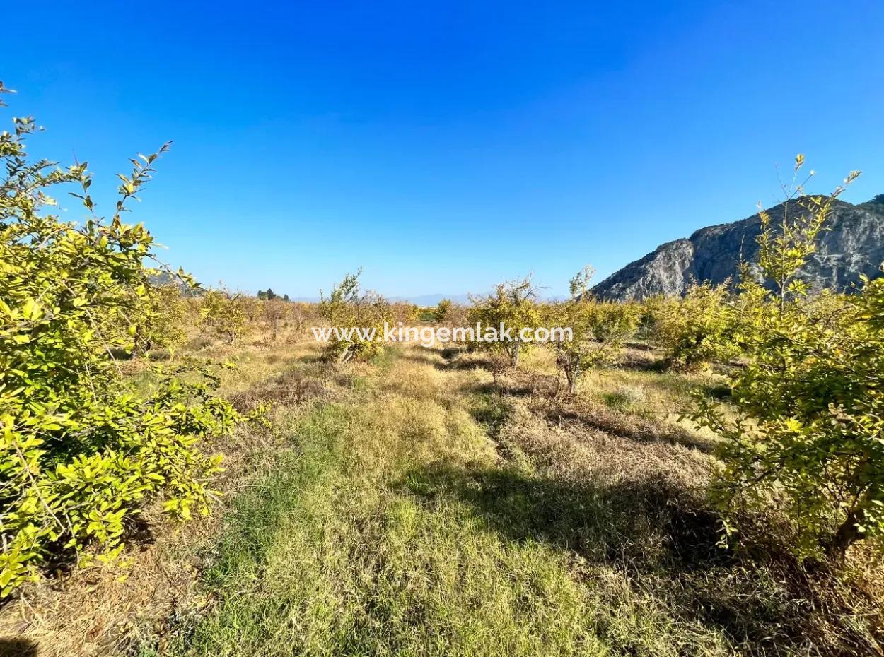 Pomegranate Garden For Sale In Dalyan