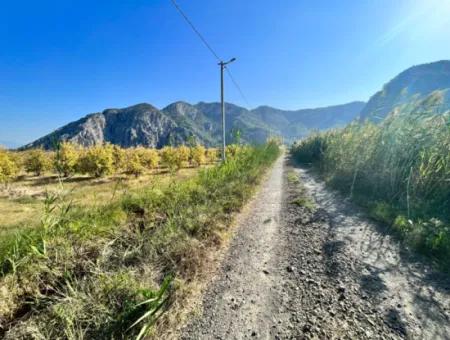 Pomegranate Garden For Sale In Dalyan