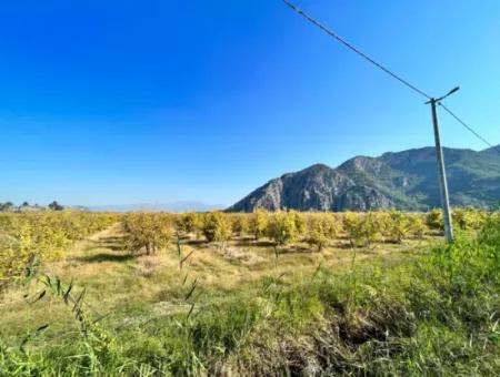 Pomegranate Garden For Sale In Dalyan