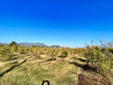 Pomegranate Garden For Sale In Dalyan