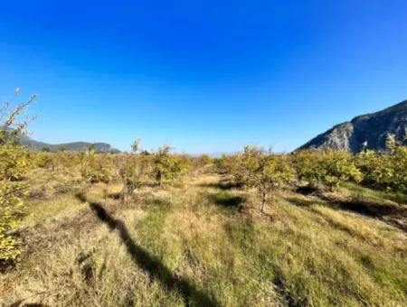 Pomegranate Garden For Sale In Dalyan