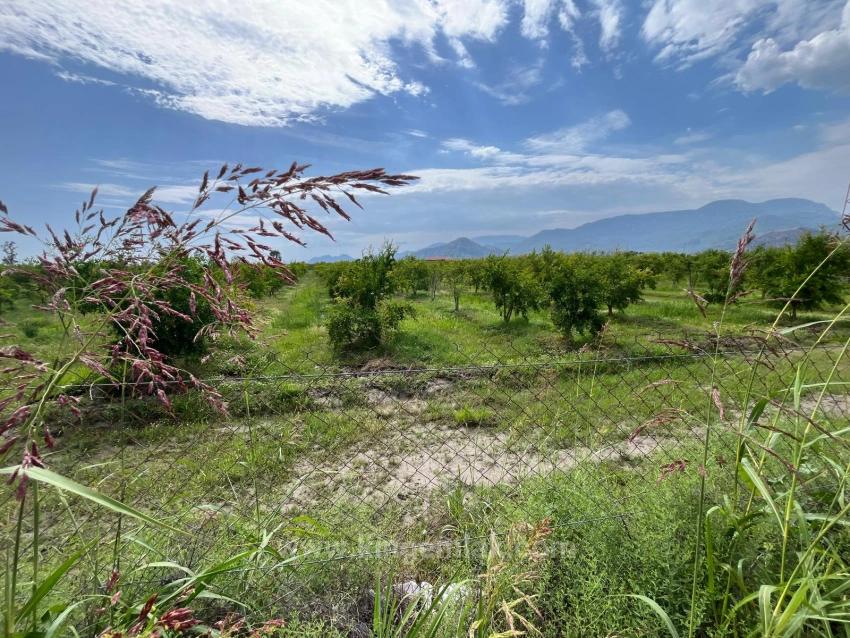 Dalyan – İztuzu Yolu Üzerinde Satılık Nar Bahçesi
