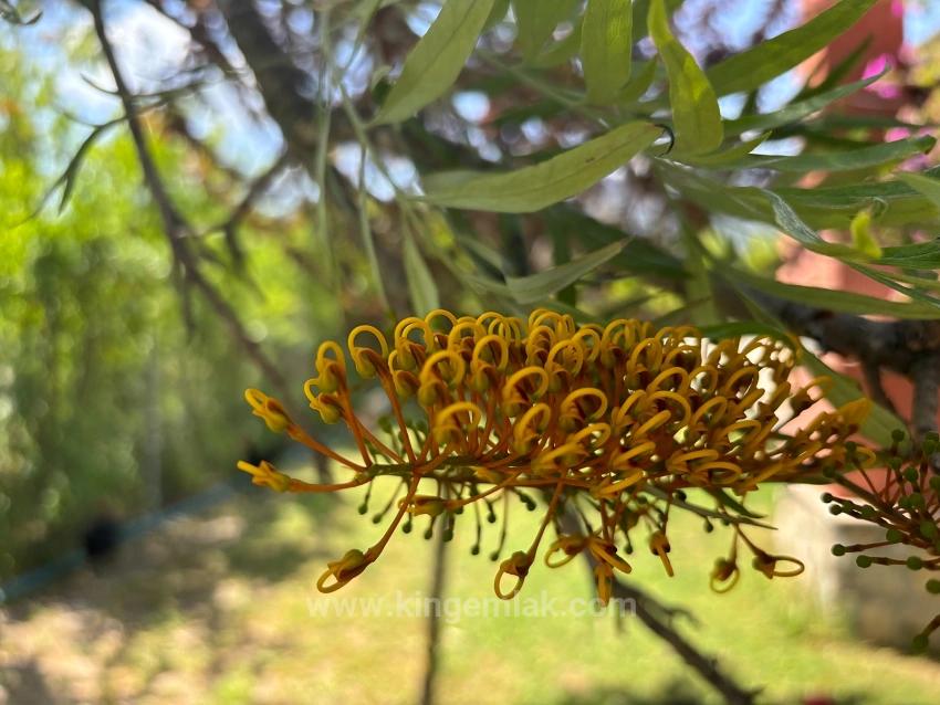 6.000 M² Özel Arazide Konumlanan Lüks Doğa Villası