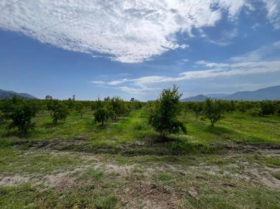Dalyan – İztuzu Yolu Üzerinde Satılık Nar Bahçesi