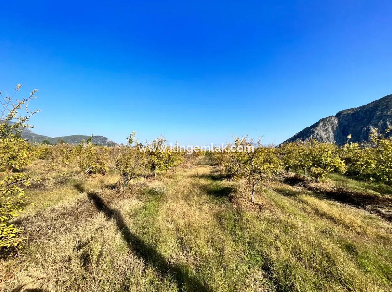 Dalyan Satılık  Nar Bahçesi