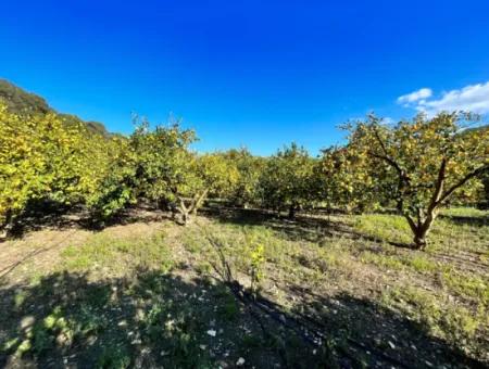 Dalyan Horozlarda Satılık Müstakil Ev