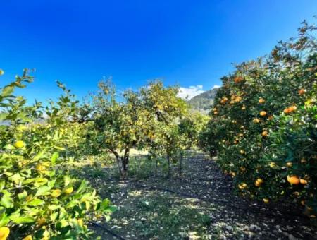 Dalyan Horozlarda Satılık Müstakil Ev